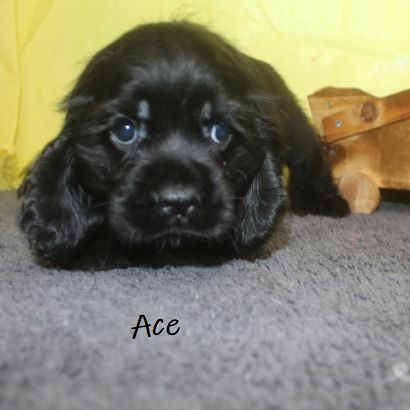 puppy, for, sale, Cocker Spaniel, Joe & Cherri  Overlease, dog, breeder, Miller, MO, dog-breeder, puppy-for-sale, forsale, nearby, find, puppyfind, locator, puppylocator, aca